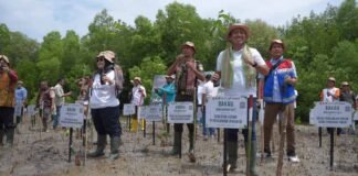 Dukung Upaya Mitigasi Perubahan Iklim, Pertamina Rehabilitasi Mangrove di Nusa Tenggara Timur di Nusa Tenggara Timur