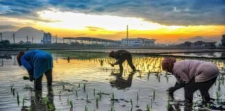 Peran Aktif BRI Dukung Ketahanan Pangan, Salurkan Kredit Senilai Rp199,83 Triliun Di Sektor Pertanian Di Sektor Pertanian