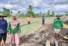 Kisah Petani di Merauke yang Produktivitasnya Semakin Meningkat Berkat Program Pemberdayaan Klaster Usaha dari BRI BRI