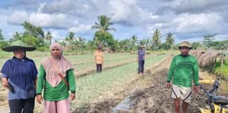 Kisah Petani di Merauke yang Produktivitasnya Semakin Meningkat Berkat Program Pemberdayaan Klaster Usaha dari BRI BRI