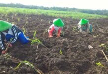 Pertamina Bina UMKM DDistillers, Ubah Lahan Kritis Jadi Lapangan Kerja untuk Lebih dari 2.000 Warga Desa Bina UMKM DDistillers