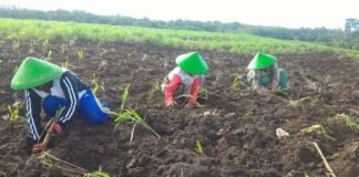 Pertamina Bina UMKM DDistillers, Ubah Lahan Kritis Jadi Lapangan Kerja untuk Lebih dari 2.000 Warga Desa Bina UMKM DDistillers