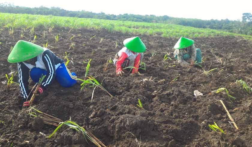 Bina UMKM DDistillers Bina UMKM DDistillers