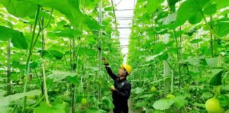 Bukan Energi Listrik Saja, Begini Cara Pertamina Dorong Pemanfaatan Panas Bumi untuk Perekonomian Rakyat panas bumi