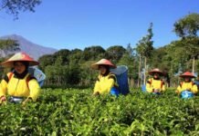 Hilirisasi PTPN Perkuat Ketahanan Nasional dan Tekan Ketergantungan Impor Hilirisasi PTPN
