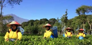 Hilirisasi PTPN Perkuat Ketahanan Nasional dan Tekan Ketergantungan Impor Hilirisasi PTPN