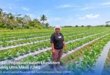 KUR Mikro BRI Bantu Mur Dwi Astuti Kembangkan Usaha Pertanian di Merauke KUR Mikro BRI