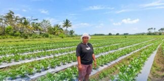 KUR Mikro BRI Bantu Mur Dwi Astuti Kembangkan Usaha Pertanian di Merauke KUR Mikro BRI
